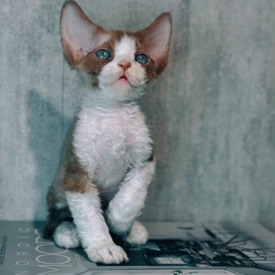 Marcel Devon Rex male, cinnamon bicolour