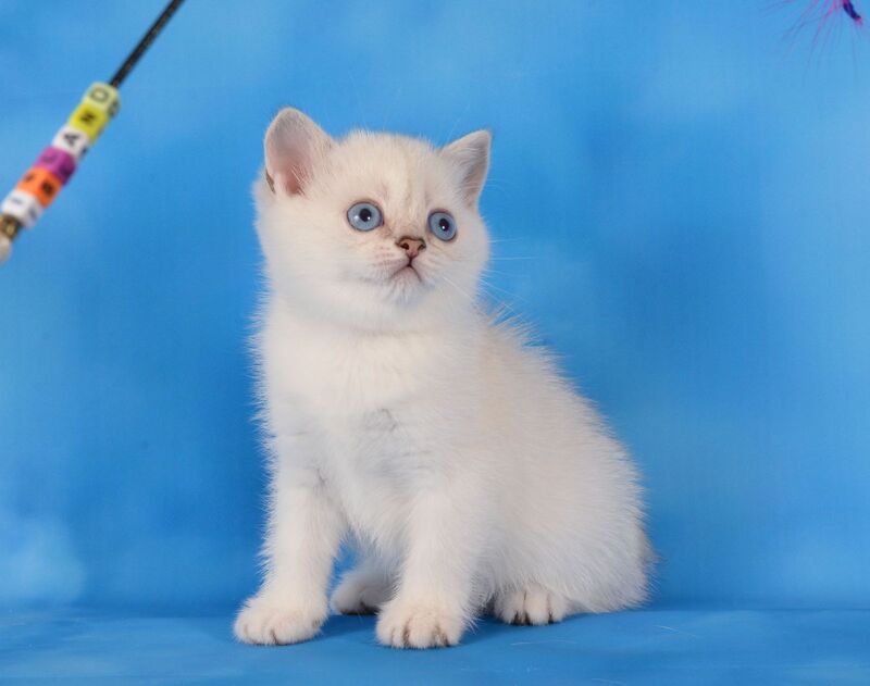 Olesya Scottish Straight female, black silver shaded pointed