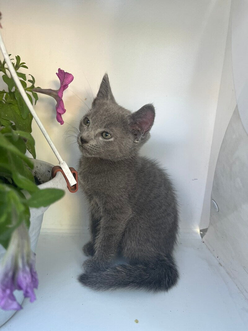 Nik Russian Blue male, blue