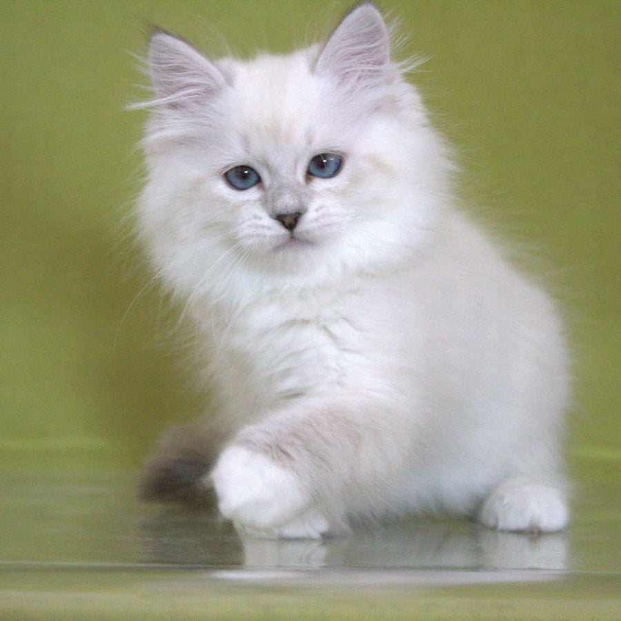 Heather Siberian female, black with white tabby pointed