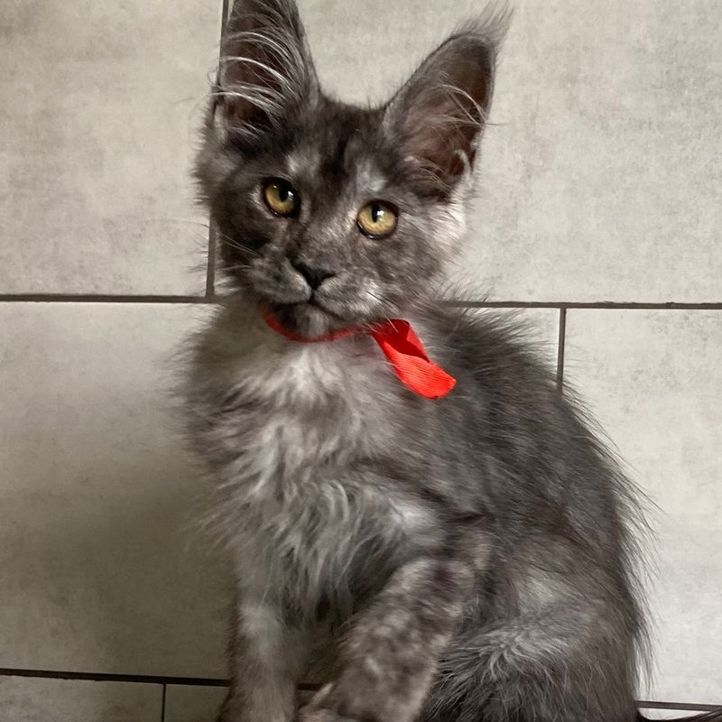 Udmurtia Maine Coon female, black silver with white