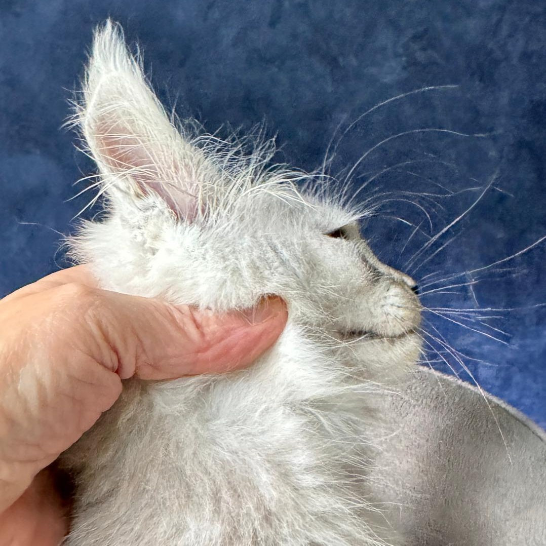 Yeller Maine Coon male, black silver