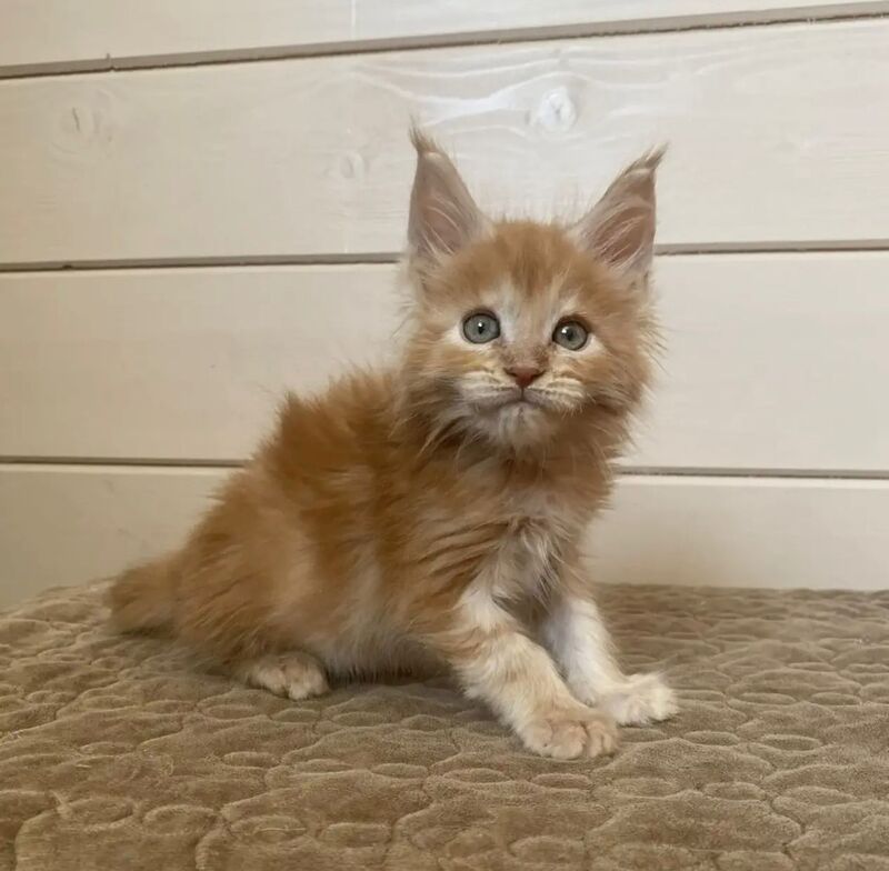 Jerri Maine Coon male red silver - live animals