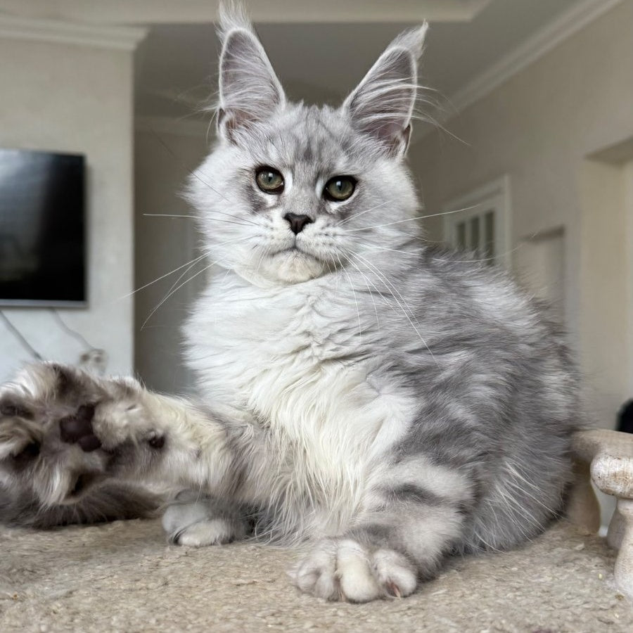 Paris Maine Coon male, black silver tabby