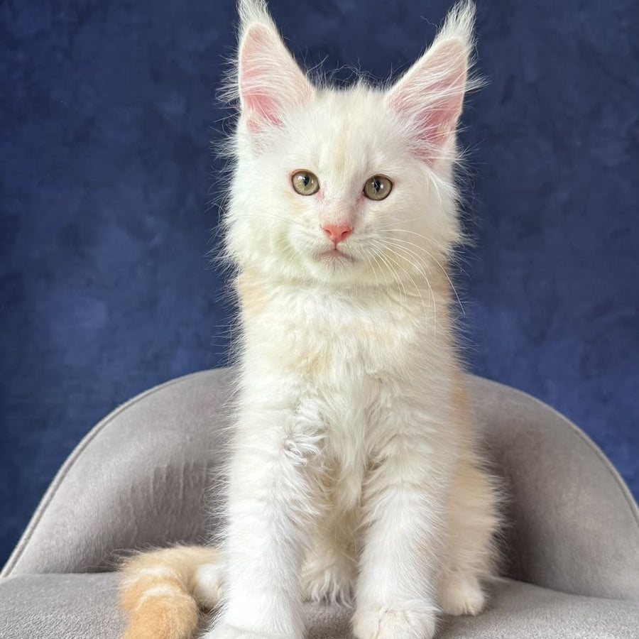 Sakson Maine Coon male, red silver ticked tabby