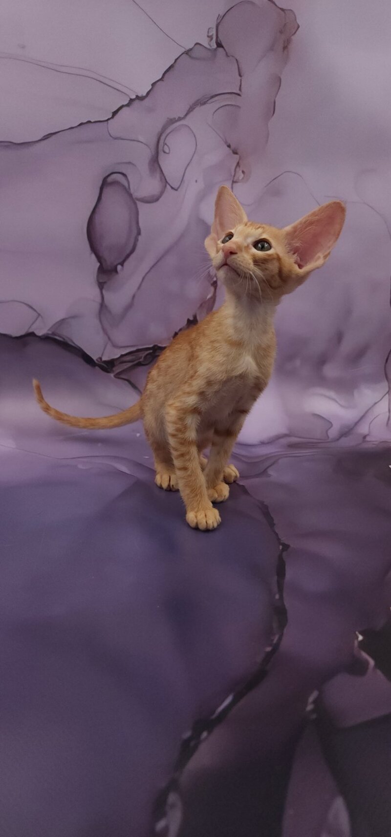 Sanrise Oriental Shorthair male, red spotted tabby