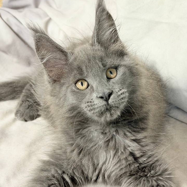 Gatsby Maine Coon male, blue silver