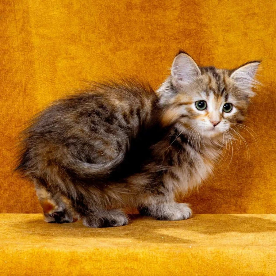Ivanka Siberian female, black tortie spotted tabby