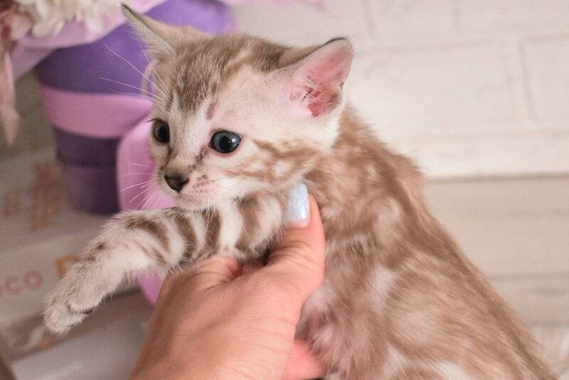 Kisa Bengal female snow mink - live animals