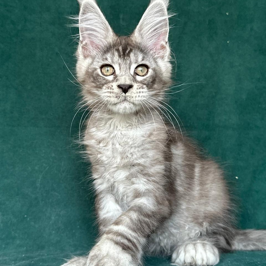 Iney Maine Coon polydactyl 6x6x6x6 male, black silver tabby