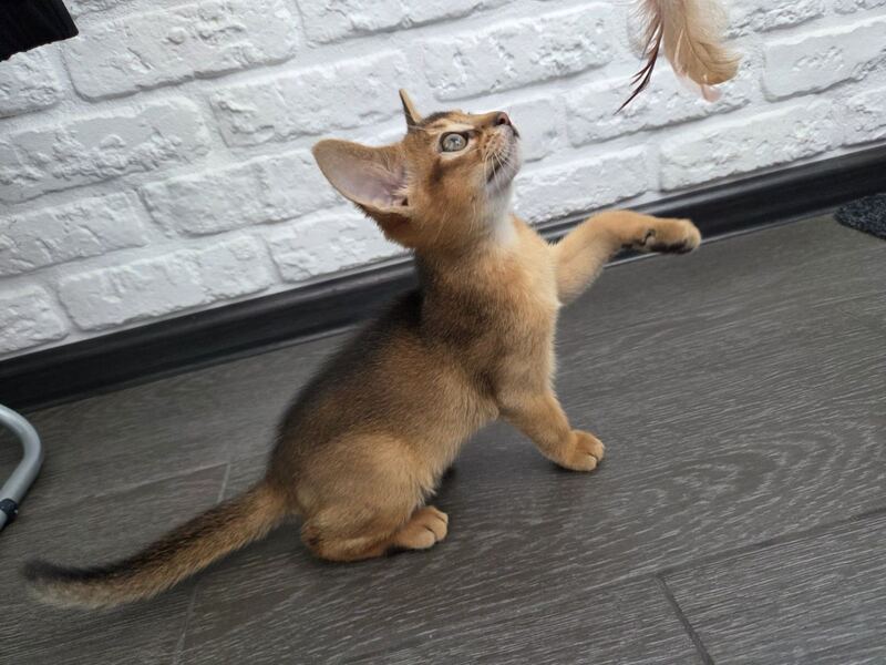 Alf Abyssinian male black - live animals