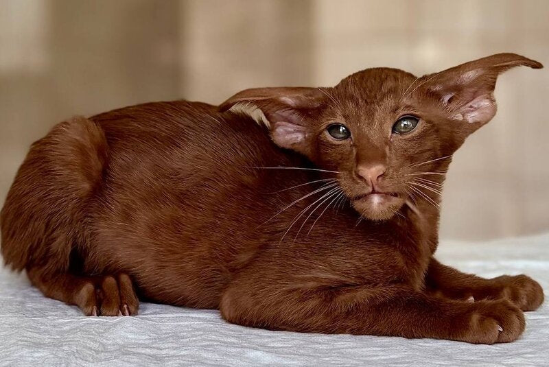 Rivz Oriental Shorthair male, cinnamon