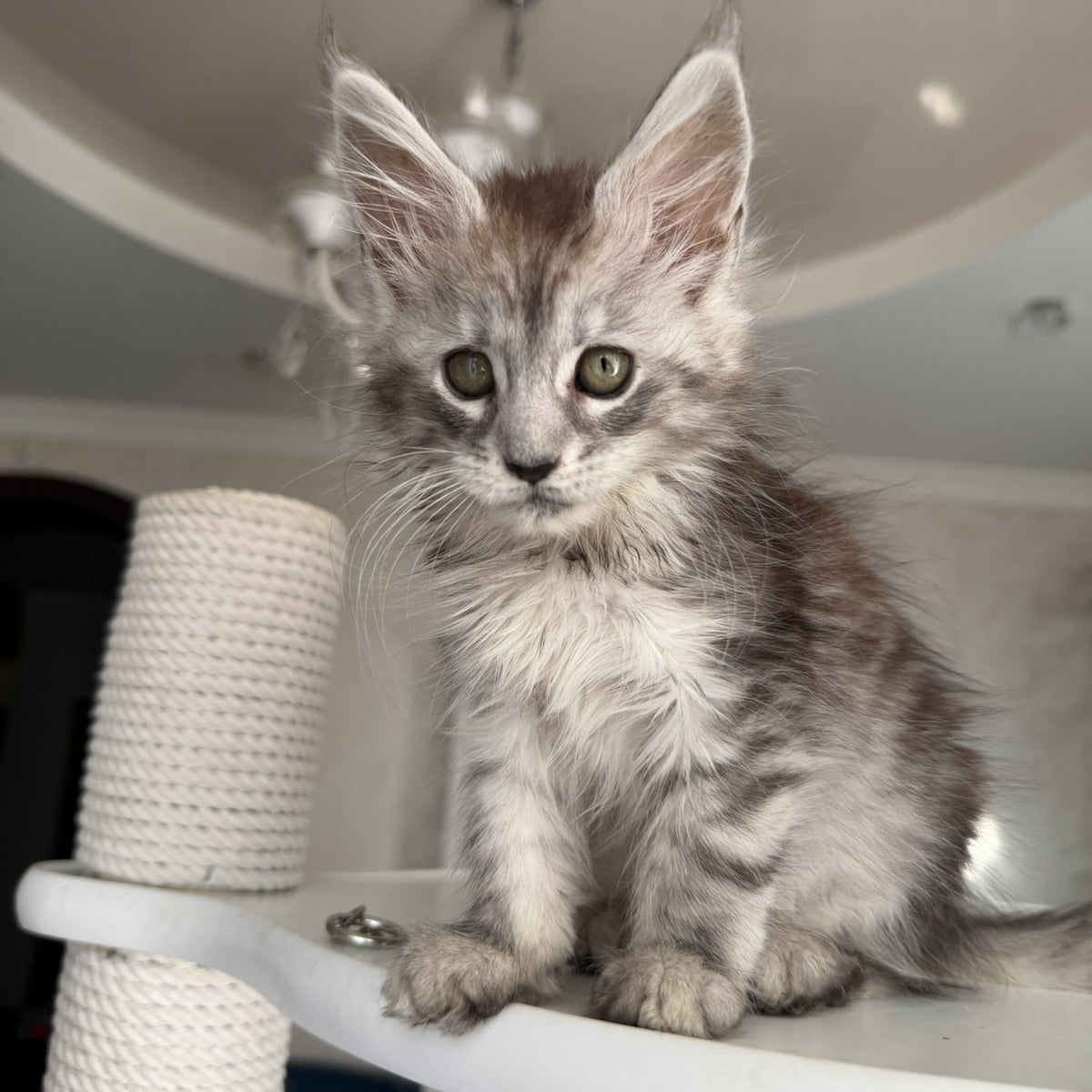 Dofrina Maine Coon female, black silver tabby