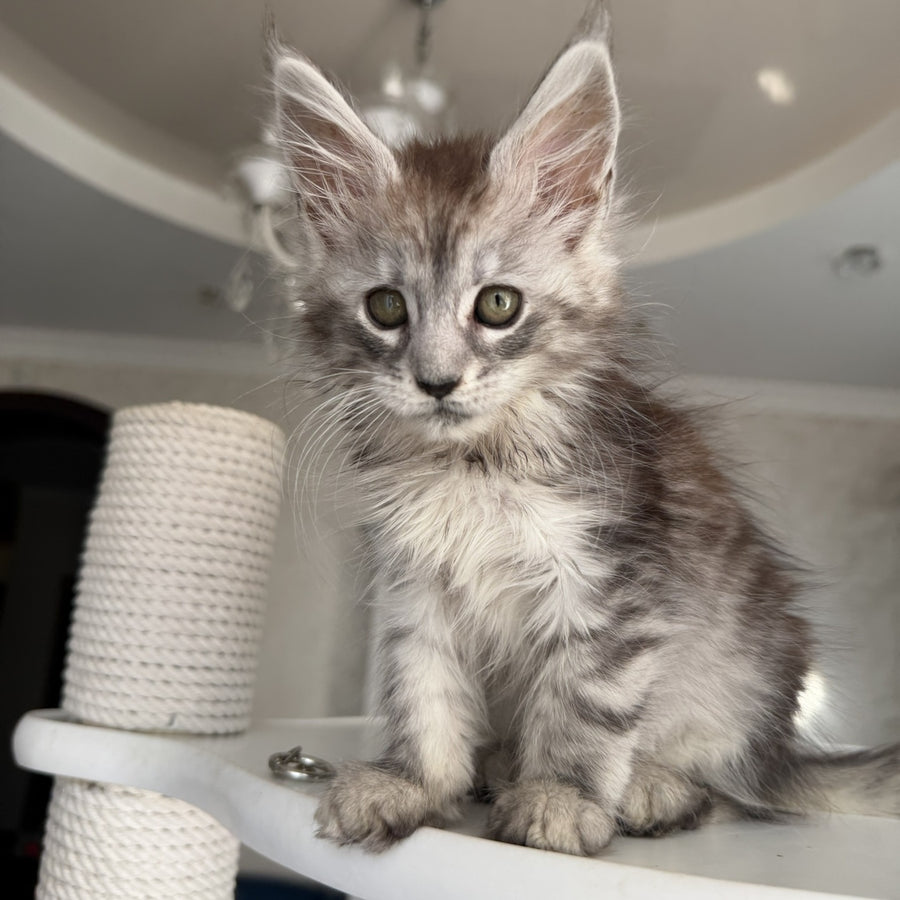 Dofrina Maine Coon female, black silver tabby