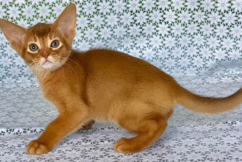 Electra Abyssinian female sorrel - live animals