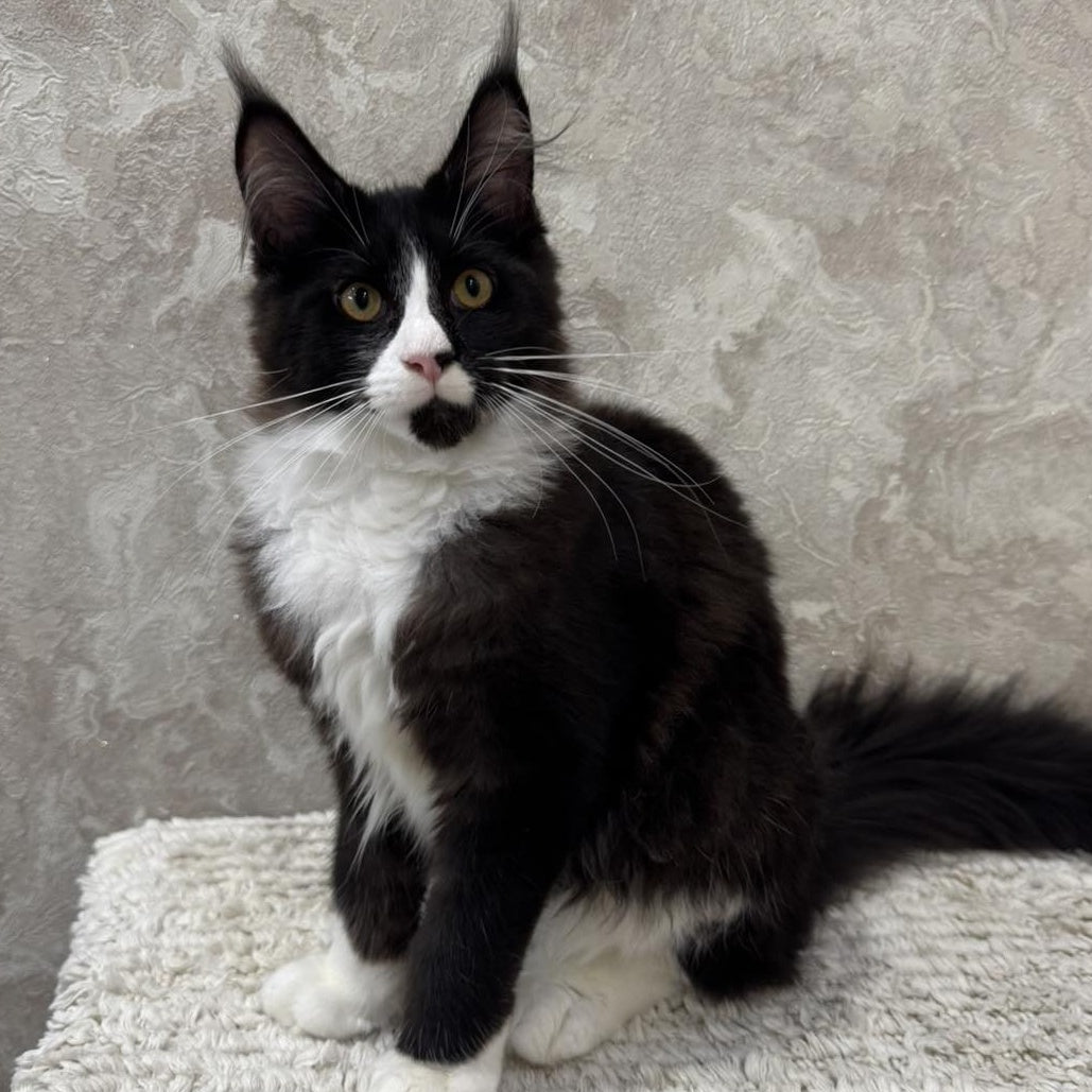 Sandra Maine Coon female, black silver bicolour