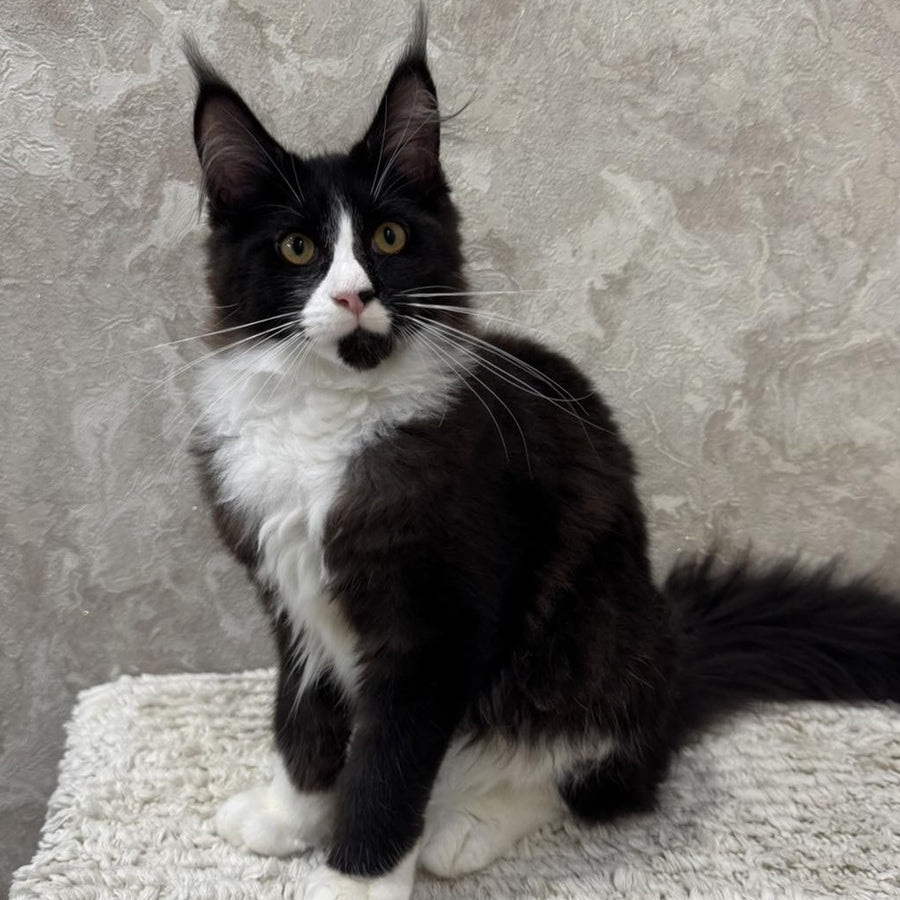 Sandra Maine Coon female, black silver bicolour
