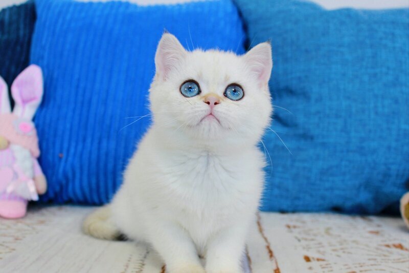 Lady Scottish Straight female black golden shaded pointed - live animals