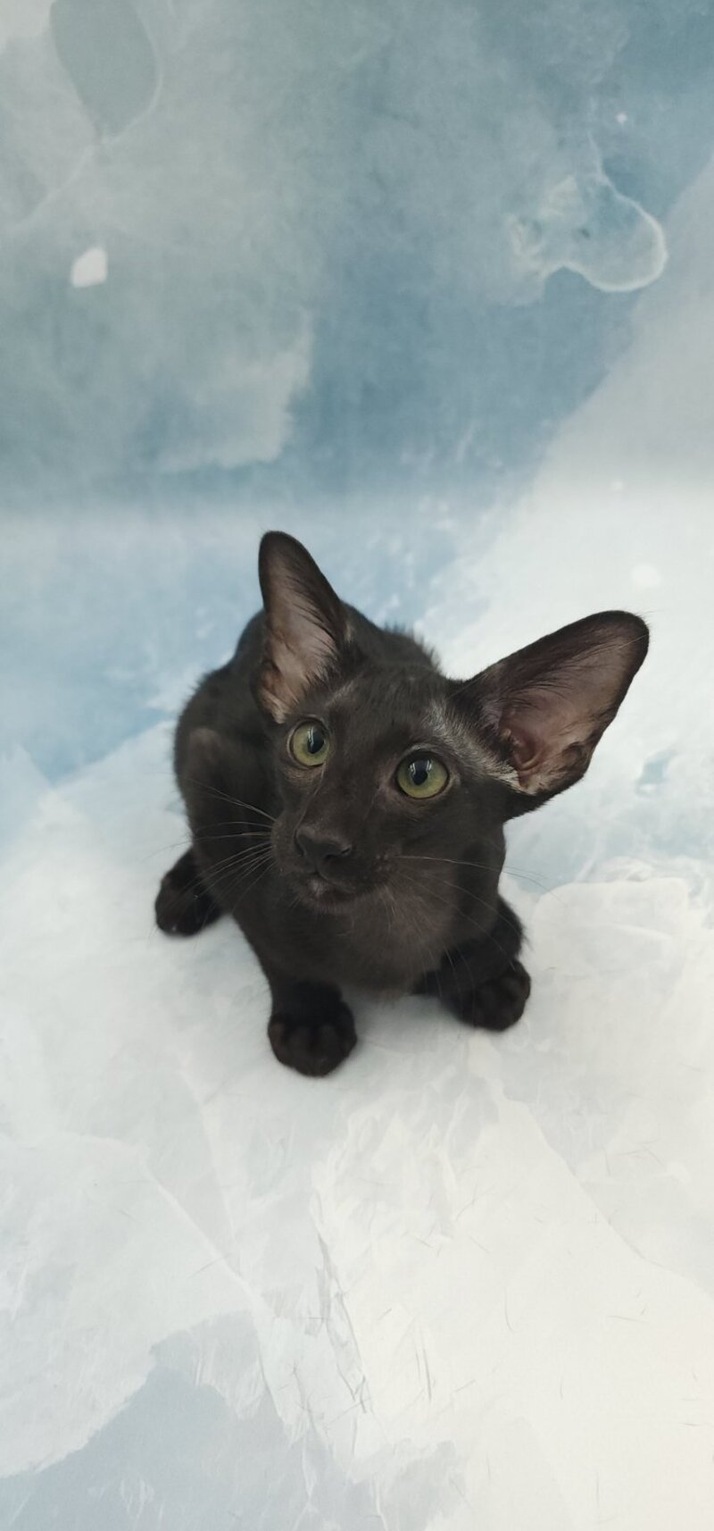 Otto Oriental Shorthair male, black