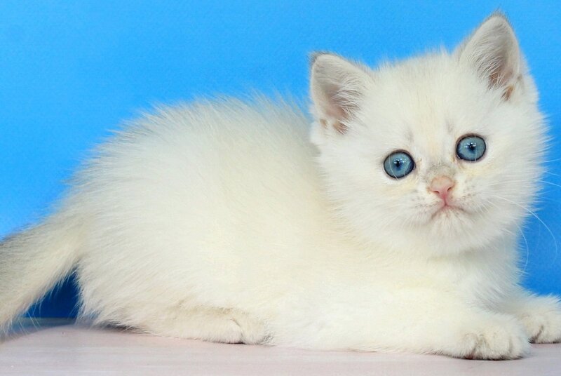 Quest British Shorthair male blue golden shaded pointed - live animals