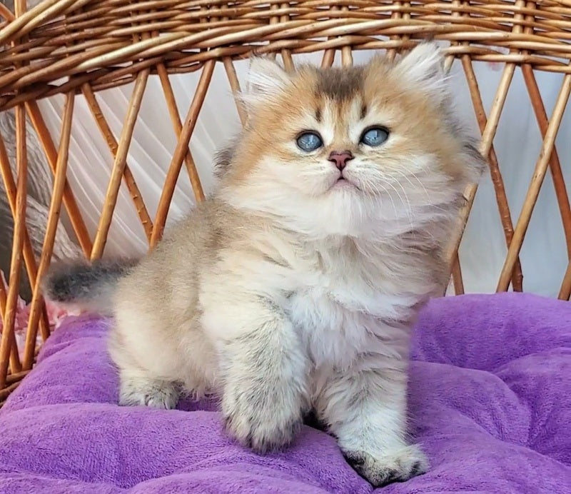 Zephir British Longhair male black golden ticked tabby - live animals