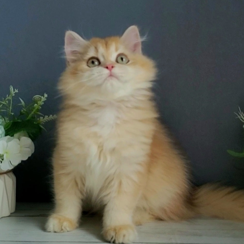 Biskvit British Longhair male, chocolate golden chinchilla