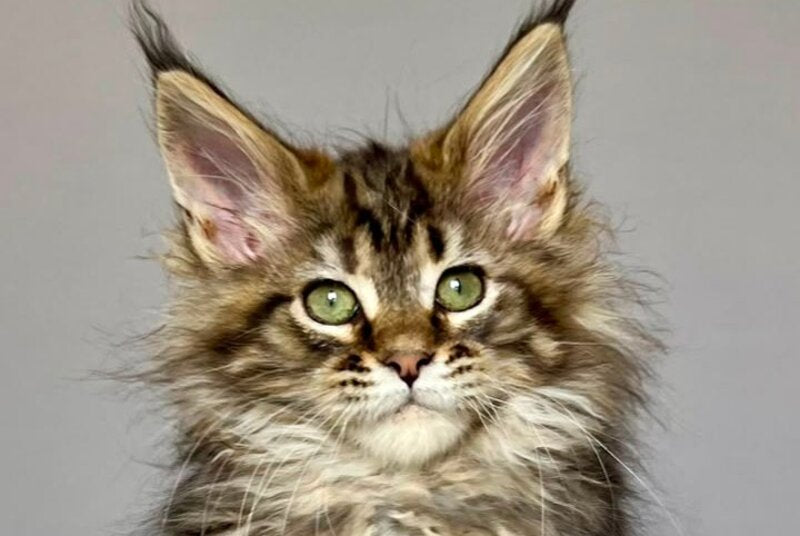 Flint Maine Coon male, black tabby