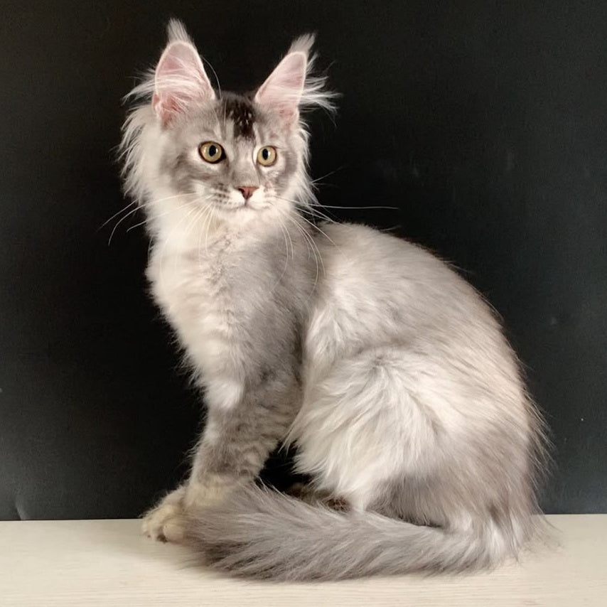 Orchid Maine Coon female, black tortie silver ticked tabby