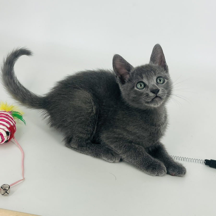 Aisha Russian Blue female, blue
