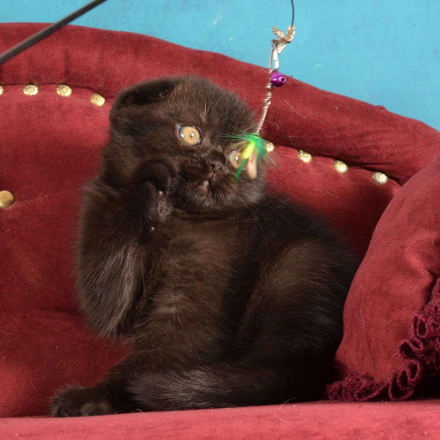 Imbir Scottish Fold male, black