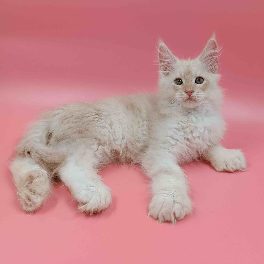 Julian Maine Coon polydactyl 6x6x6x6 male, cream silver