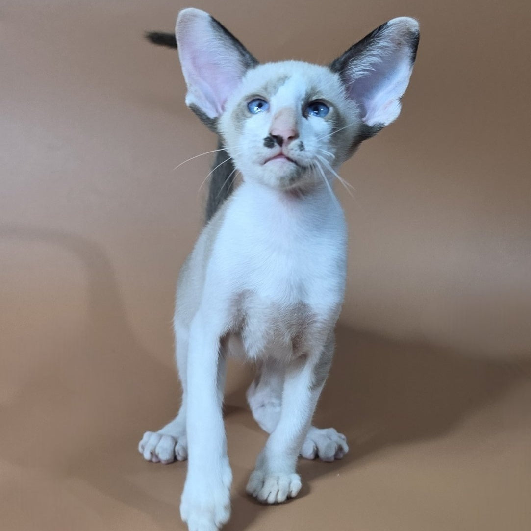 Ink Siamese male, black bicolour