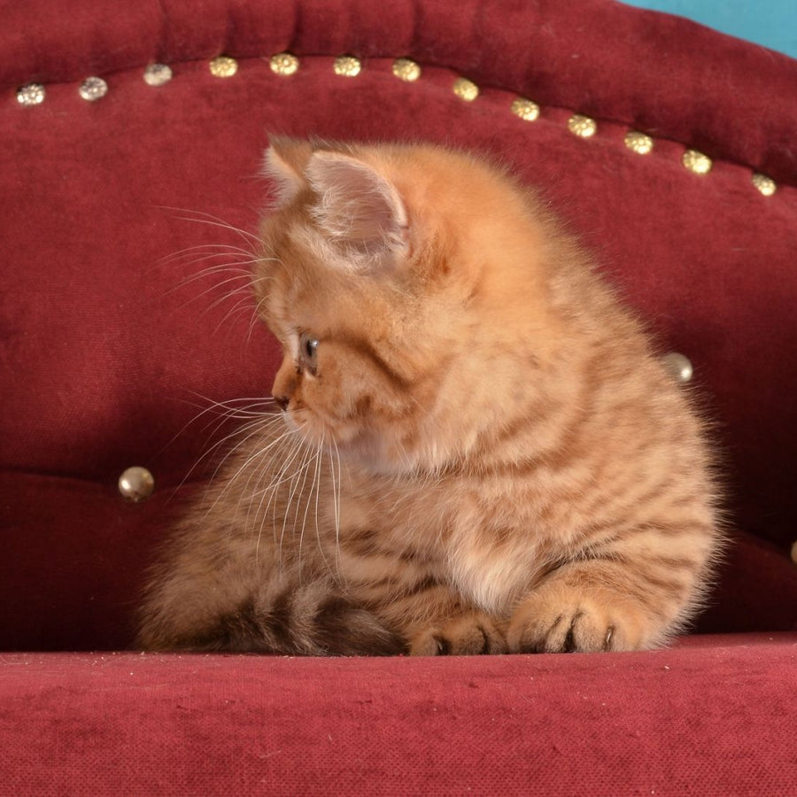 Holly Munchkin female, chocolate spotted tabby