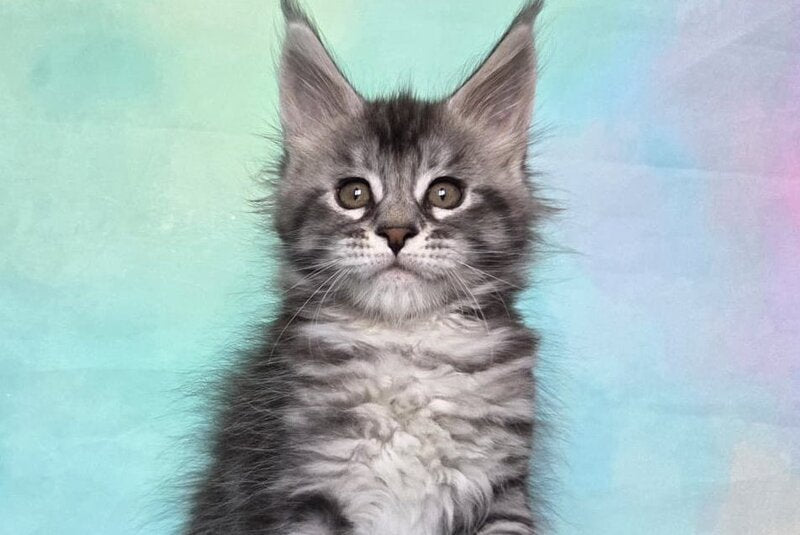 Quail Maine Coon male, black silver tabby
