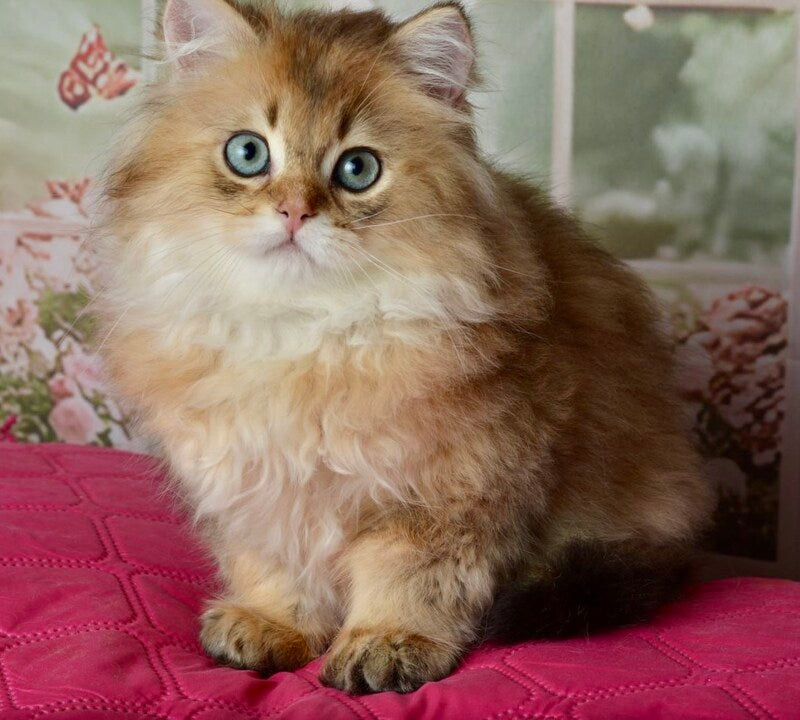 Sultan British Longhair male black golden shaded - live animals