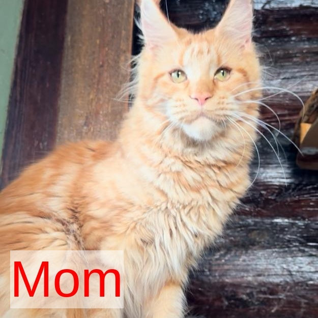 Elf Maine Coon male, red