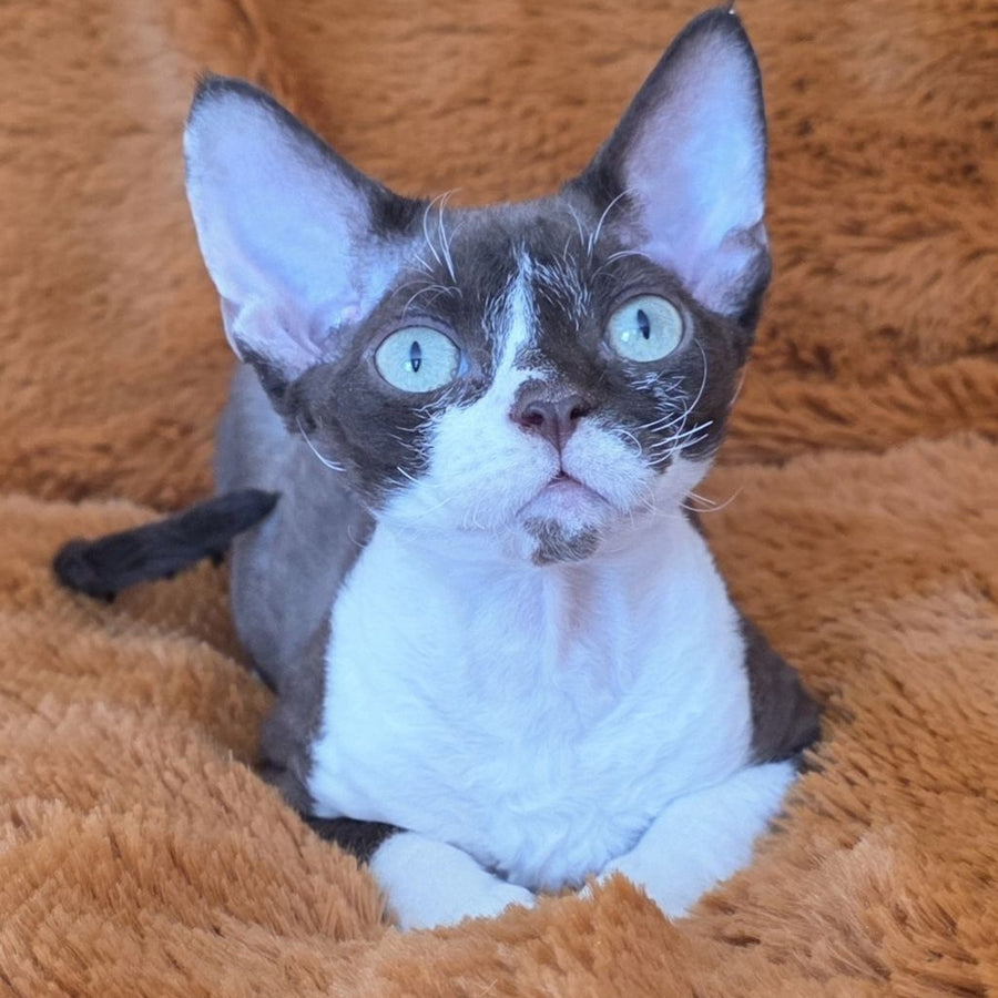 Uylis Devon Rex male, chocolate bicolour
