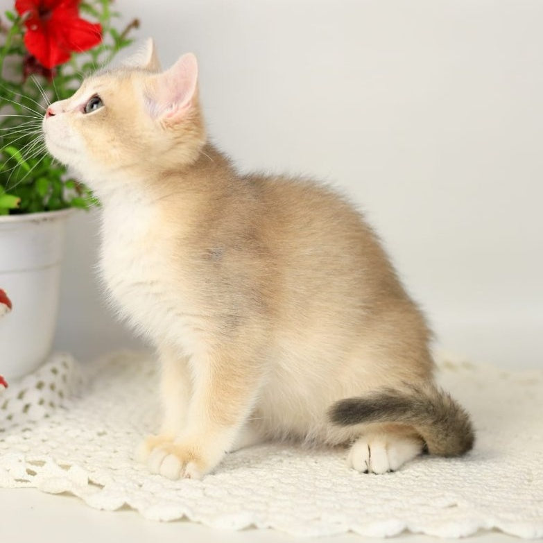 Samuel British Shorthair male, blue golden chinchilla