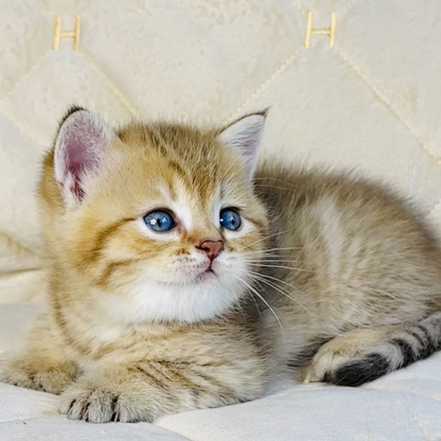 Grant British Shorthair male, chocolate golden spotted tabby