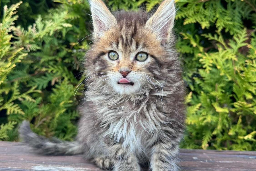 Fidzhi Maine Coon female black ticked tabby - live animals