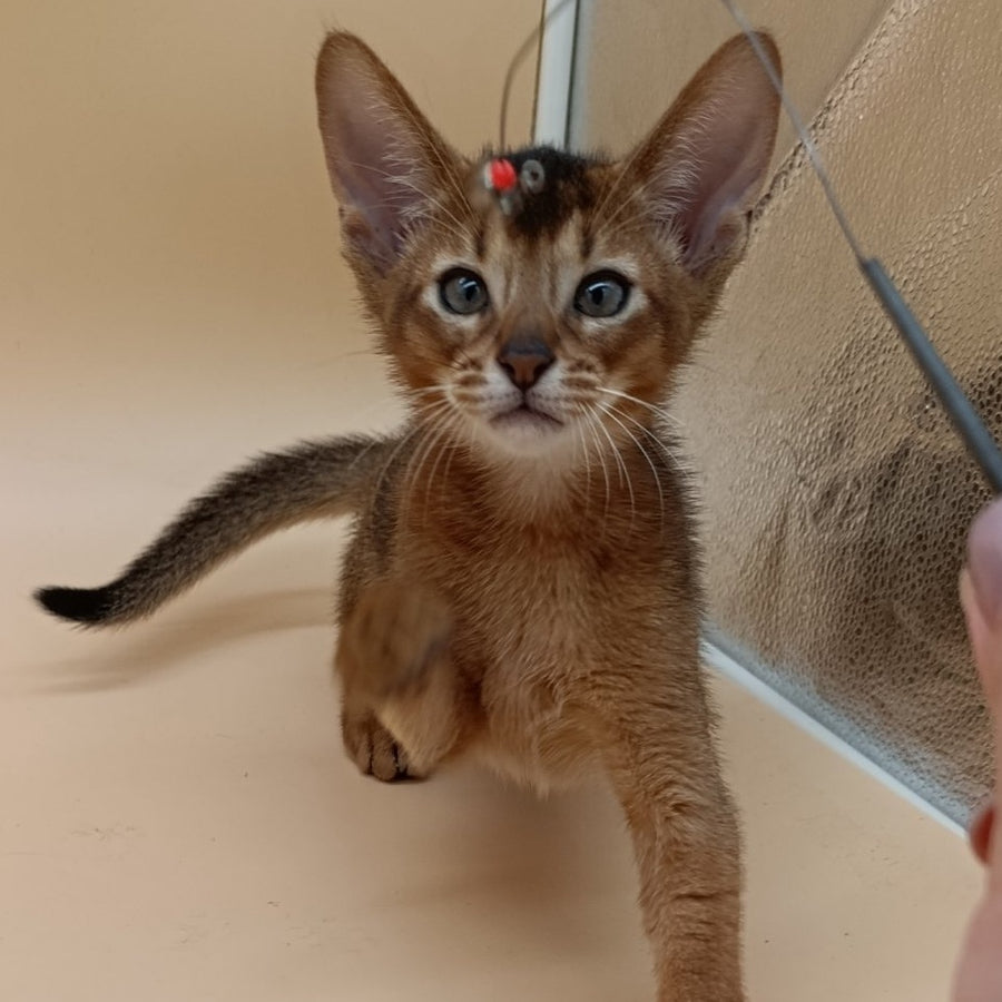 Morgan Abyssinian male, black