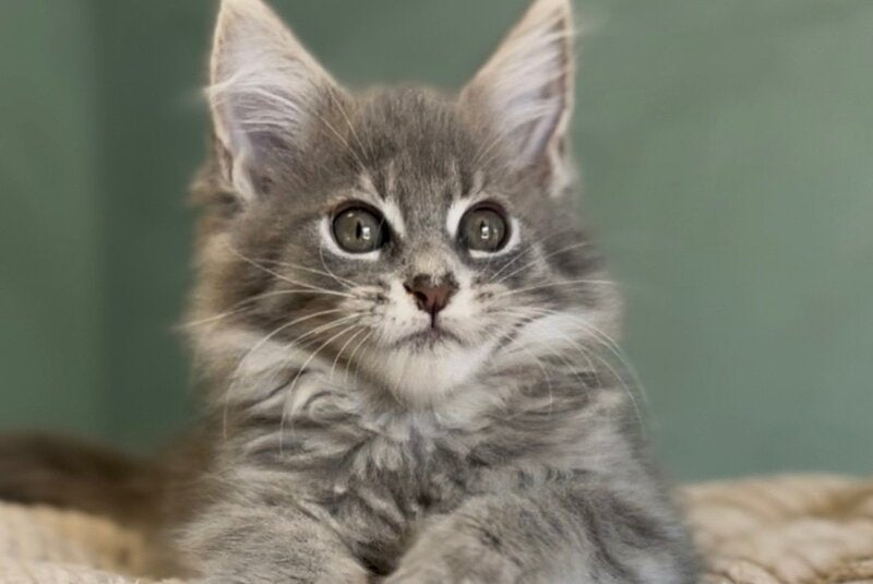 Diana Maine Coon female, blue ticked tabby