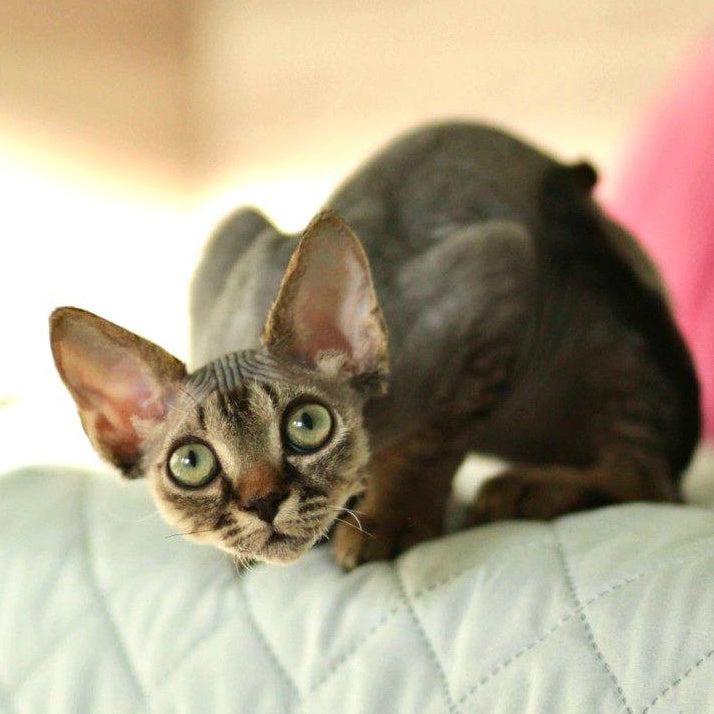 Michael Devon Rex male, black spotted tabby