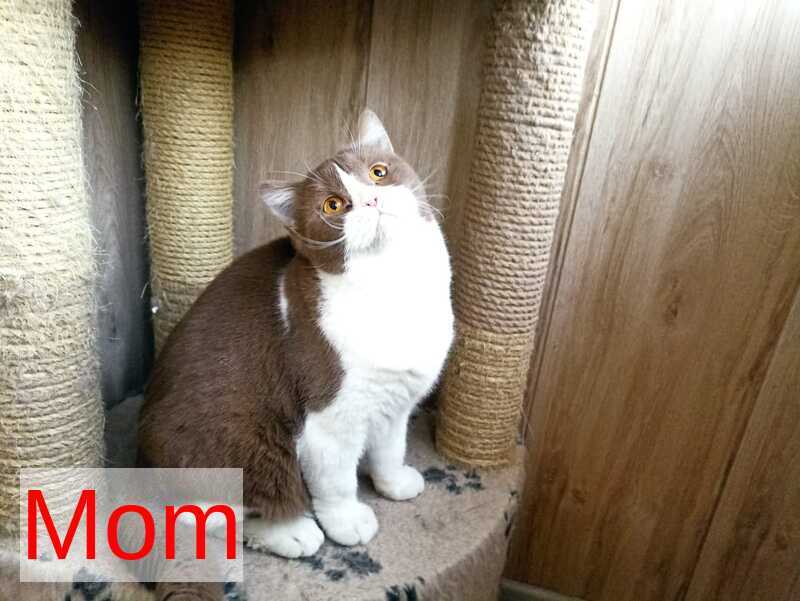 Francis British Shorthair male cinnamon - live animals
