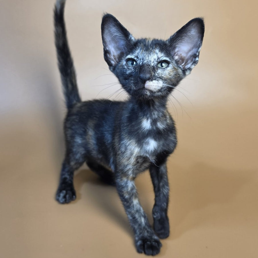 Esmeralda Oriental Shorthair female, black tortie