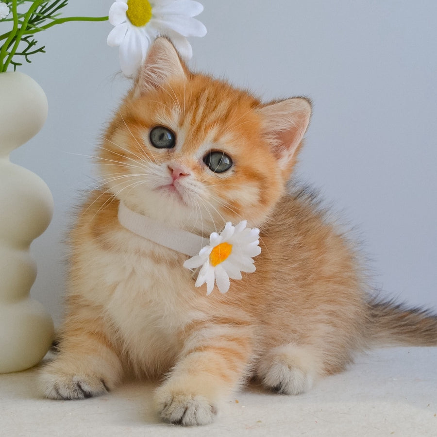 Ilani British Shorthair female, black golden spotted tabby