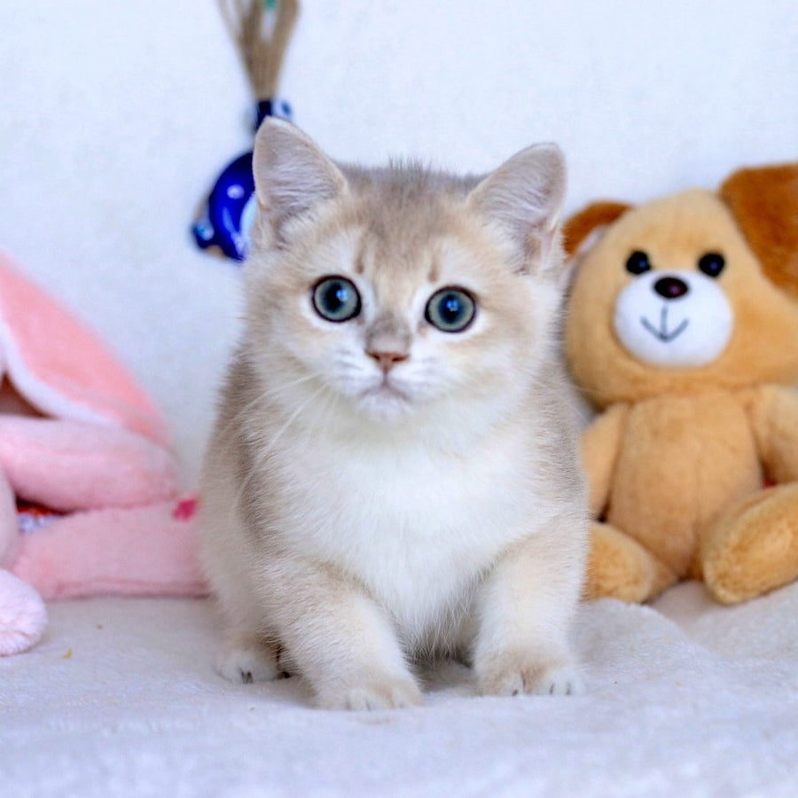 Webster British Shorthair male, blue golden chinchilla