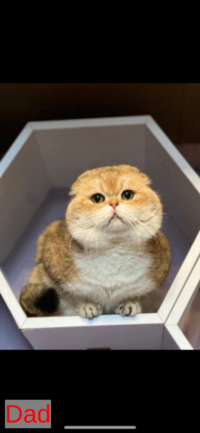 Sima Scottish Fold female black golden spotted tabby - live animals
