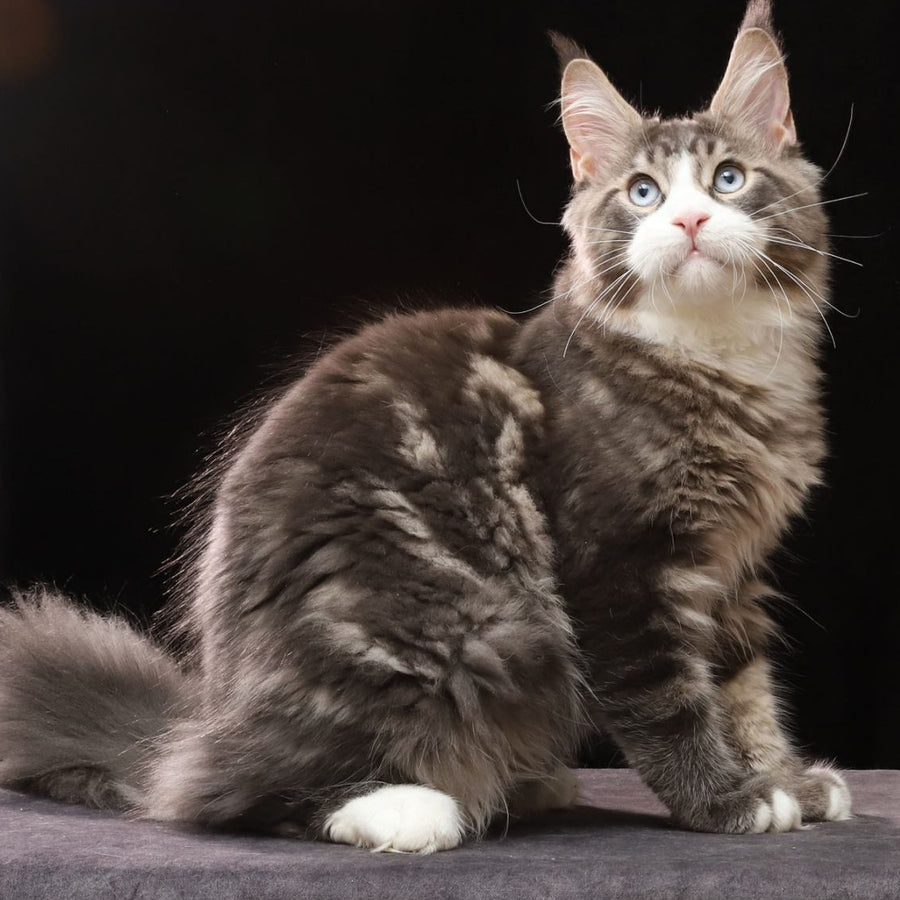 Robson Maine Coon male, black tabby bicolour