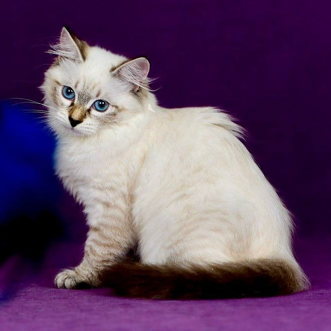 Jinnie Siberian female, black with white tabby pointed